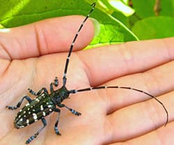 Asian Longhorned Beetle